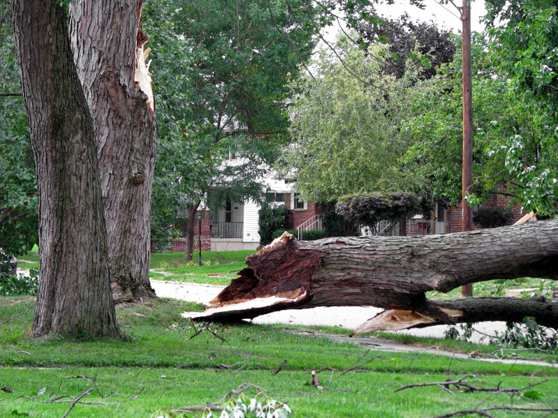 What To Do If a Neighbor’s Tree Falls on My Property?