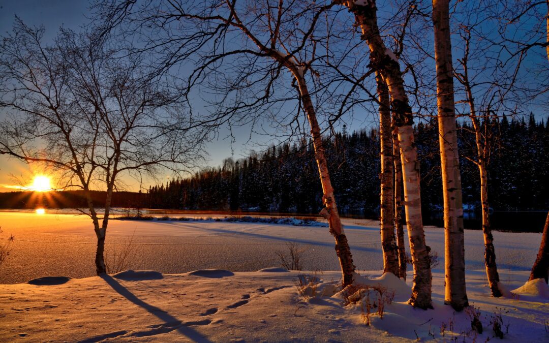 Benefits of Tree Removal This Winter