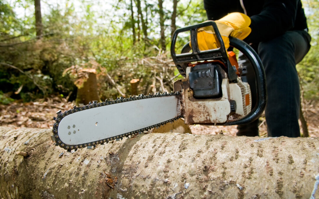 Tree Safety Inspection